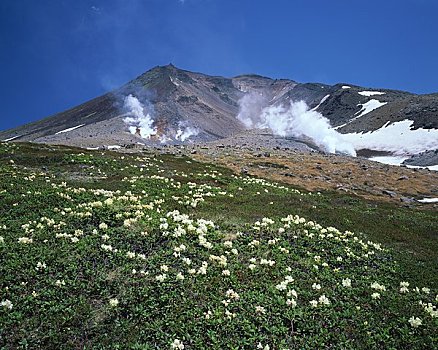 杜鹃花属植物,山