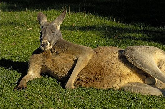 红袋鼠,南澳大利亚,澳大利亚