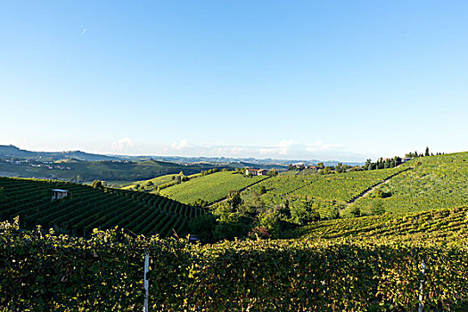 漂亮,葡萄园,瑞士,蓝天