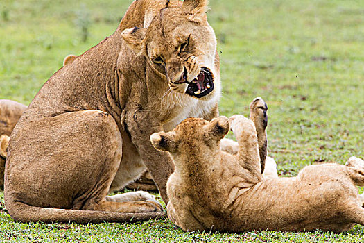 坐,雌狮,狰狞,倚靠,幼兽,爪子,恩戈罗恩戈罗,保护区,坦桑尼亚