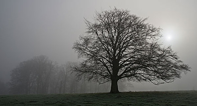 树,雾气,地面