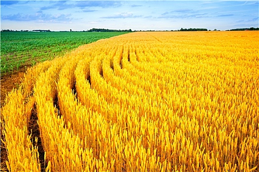 小麦,玉米
