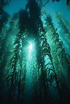 巨大,海藻,巨藻,树林,仰视,水面,峡岛国家公园,加利福尼亚