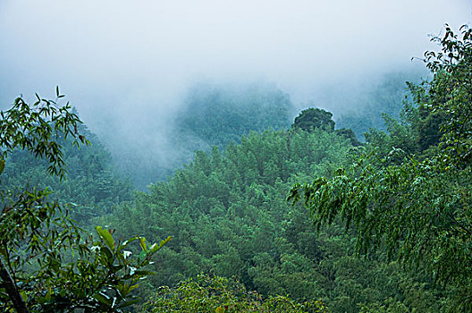 雨雾山景