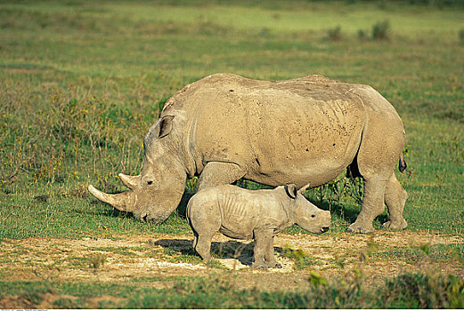 犀牛,幼兽,纳库鲁湖国家公园,肯尼亚