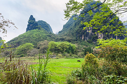 绿色,草地,靠近,喀斯特地貌,山,阳朔