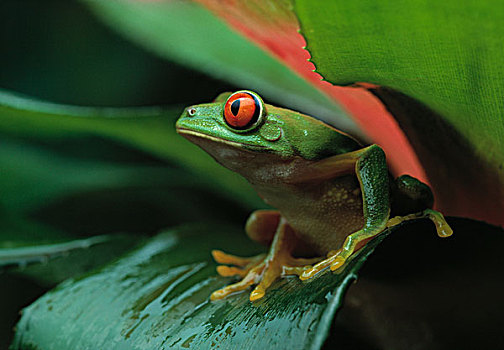 红眼树蛙,凤梨科植物