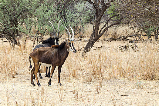 羚羊,尼日尔,牧场,纳米比亚,非洲