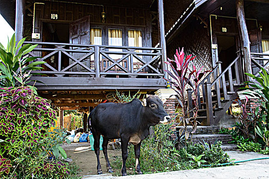 老挝,万荣,母牛,平房,大幅,尺寸