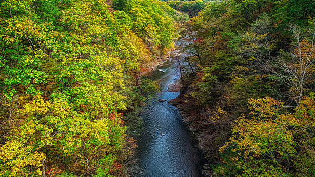 日本,秋叶,北海道