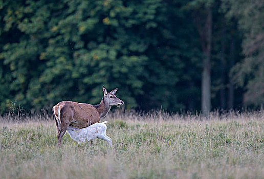 赤鹿,鹿,成年,褐色,哺乳,白色,幼兽,西兰岛,丹麦,欧洲