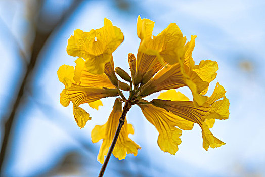 黄花风铃木