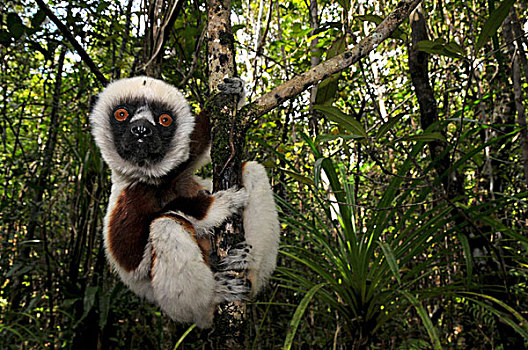 马达加斯加狐猴,国家,公园,西部,马达加斯加,非洲,印度洋