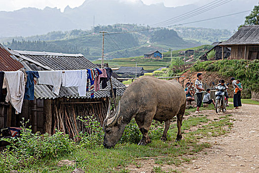 水牛,放牧,乡村道路,区域,越南,印度支那,东南亚,东方,亚洲