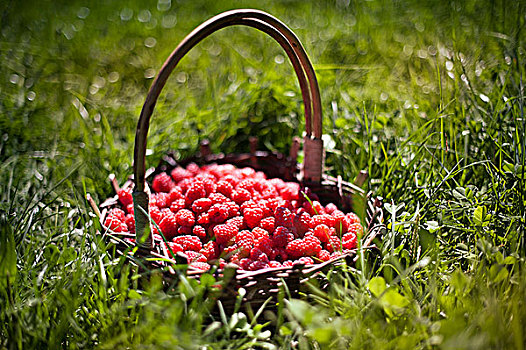 篮子,树莓