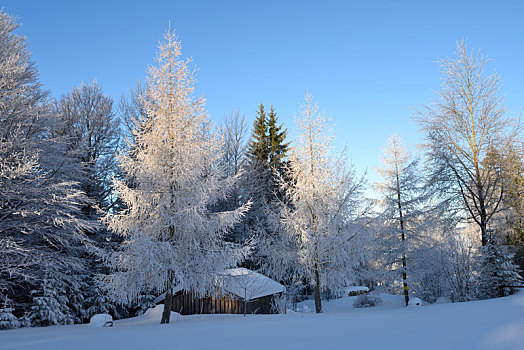 冬季风景,巴伐利亚森林,巴伐利亚,德国,欧洲