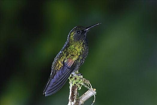 蜂鸟,栖息,雨林,峡谷,哥斯达黎加