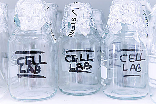 癌症研究,实验室,排,细胞