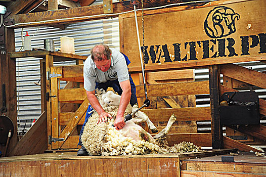 新西兰皇后镇剪羊毛表演