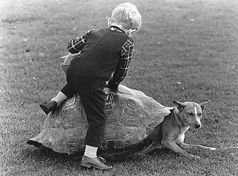 孩子,狗,玩,龟,壳,英格兰,英国