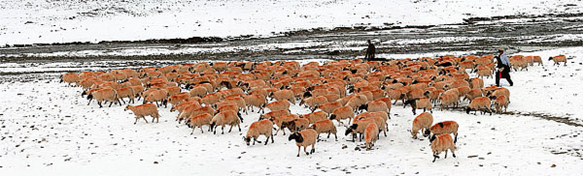 西藏当雄念唐古拉山牧羊