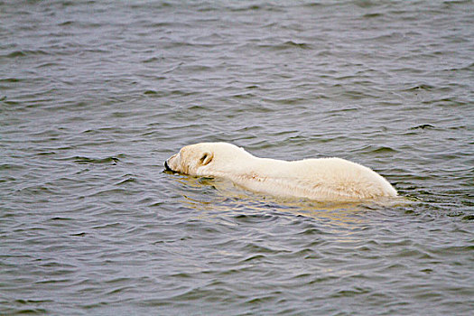 北极熊,游泳,哈得逊湾,冬天,丘吉尔市,野生动物,管理,区域,曼尼托巴,加拿大