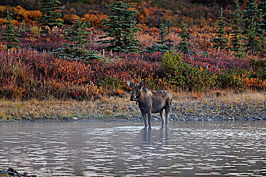 驼鹿,站立,海狸,水塘,早晨,雾气,德纳里峰国家公园,阿拉斯加,美国