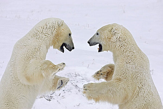两个,成年,北极熊,站立,后腿,打闹,丘吉尔市,曼尼托巴,加拿大,冬天