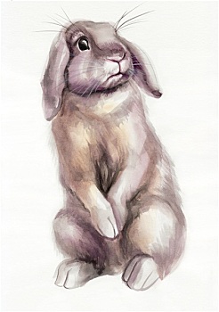 褐色,兔子,水彩画