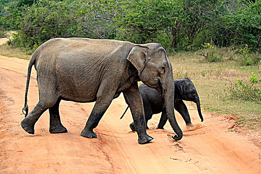 斯里兰卡人,大象,象属,幼兽,道路,国家公园,斯里兰卡,亚洲