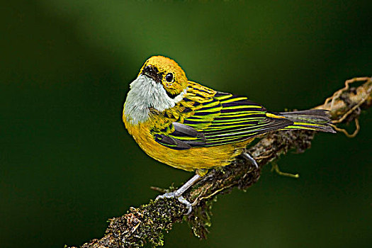 唐纳雀,栖息,枝条,西北地区,厄瓜多尔