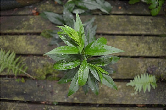 植物