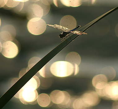 蜻蜓,光晕,荷花,荷塘,荷叶,夏天,阳光