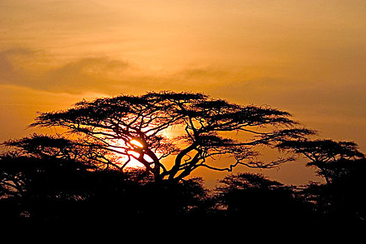 日落,东非,坦桑尼亚,塞伦盖蒂