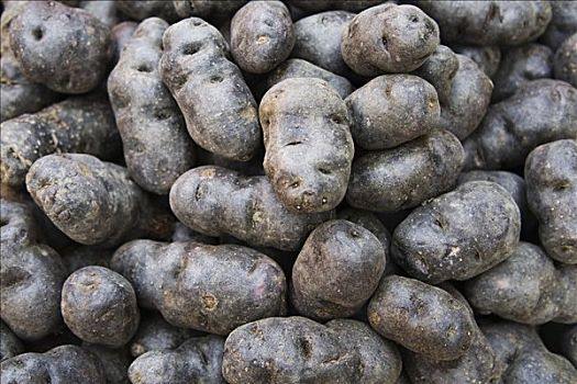 紫色马铃薯,块菌,土豆,培育品种