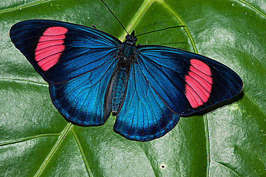 涂绘,漂亮,蝴蝶,国家公园,亚马逊河,厄瓜多尔