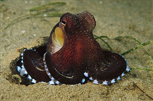 章鱼,休息,沙子,五个,脚,深,巴布亚新几内亚
