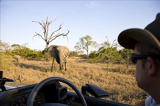 引导,旅行队,交通工具,注视,非洲象,狩猎小屋,南非
