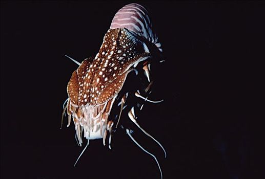 鹦鹉螺,壳,北美