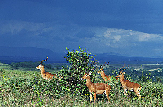 黑斑羚,雄性,马赛马拉,公园,肯尼亚