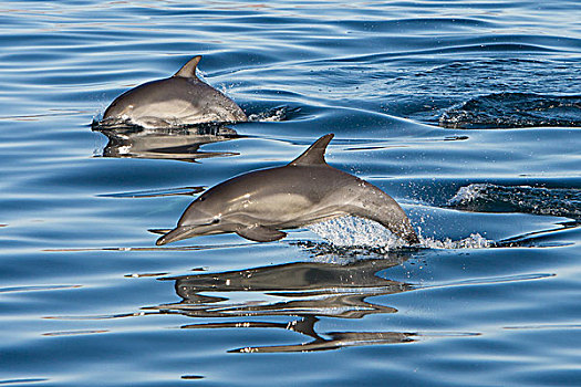 常见海豚,长吻真海豚,一对,水面急行,下加利福尼亚州,墨西哥