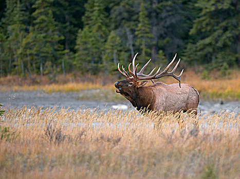 加拿大,艾伯塔省,雄性动物,落基山,麋鹿,鹿属,支配,牧群,入侵者,秋天,碧玉国家公园