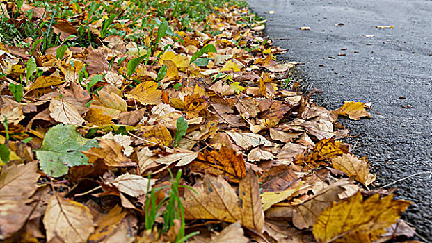地毯,秋天,道路,罐,背景