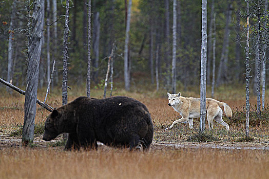 欧洲,芬兰,狼,棕熊