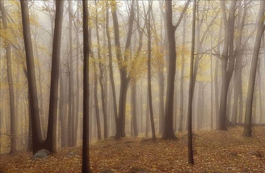 落叶树,树林,秋天,纽约