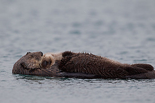 海獭,母亲,睡觉,幼仔,威廉王子湾,阿拉斯加