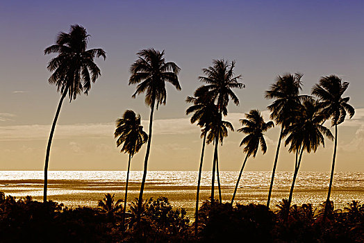 高,棕榈树,椰树,正面,金色,海洋,日落,茉莉亚岛,太平洋,社会群岛,岛屿,风,法属玻利尼西亚,大洋洲