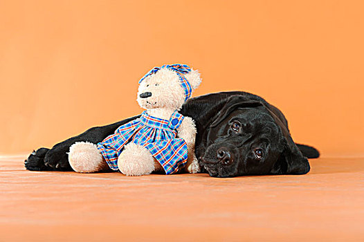 黑色拉布拉多犬,卧,泰迪熊