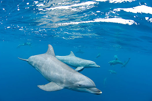 海洋生物