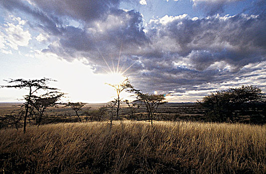 坦桑尼亚,公园,塞伦盖蒂,大草原